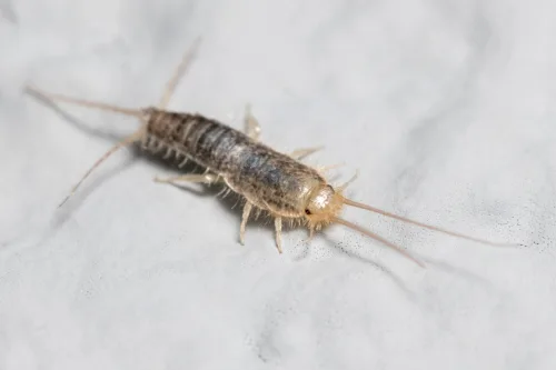 Sølvkræ dukker op om natten og forsvinder i sprækker, du slipper af med dem med én ændring, ikke med spray