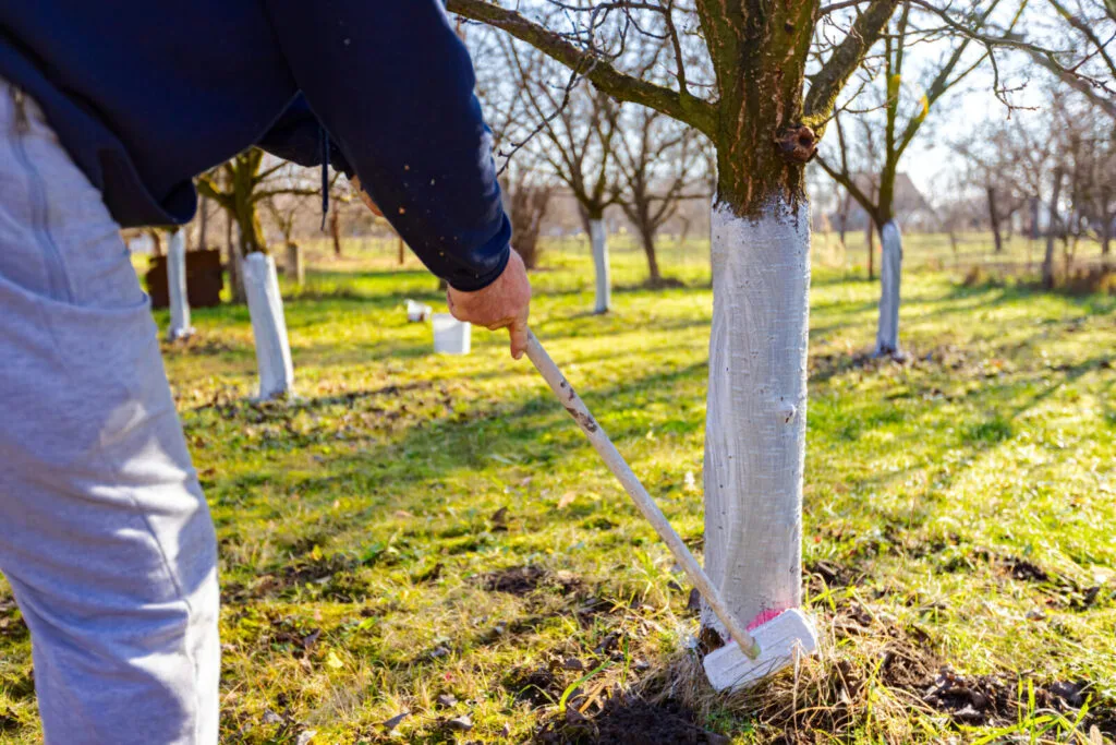 Whitewashing fruit trees / Photo: Depositphotos