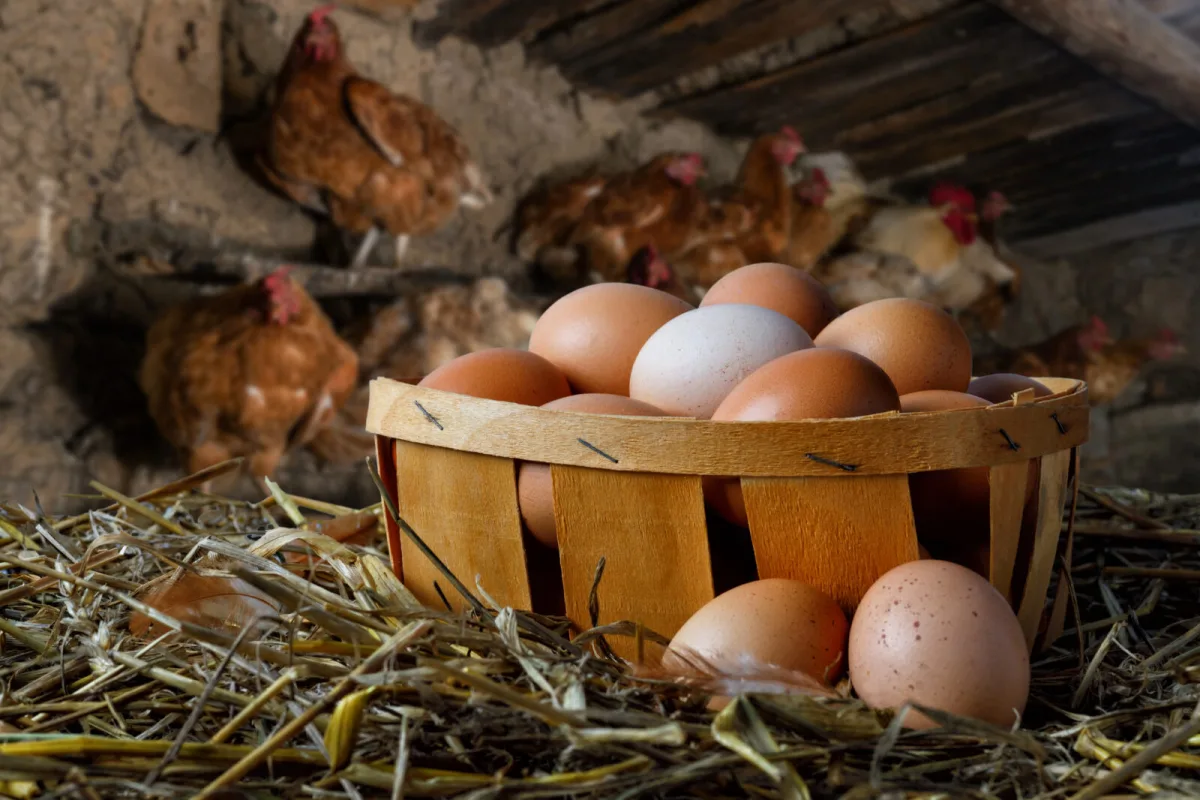 Hjemmeegg i hønsehuset / Foto: Depositphotos