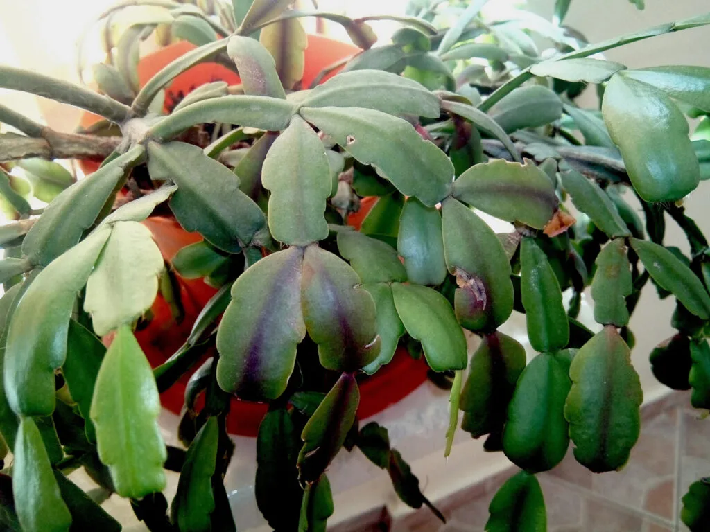 Christmas cactus, or Schlumbergera / Photo: Depositphotos