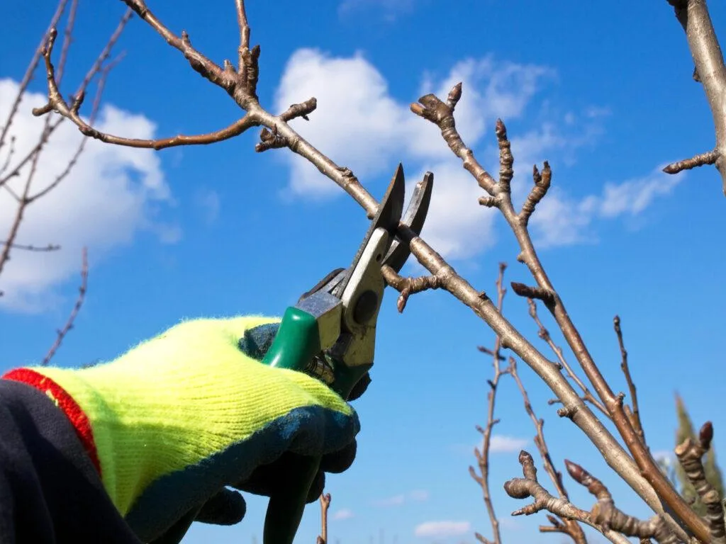 Pruning fruit trees / Depositphotos