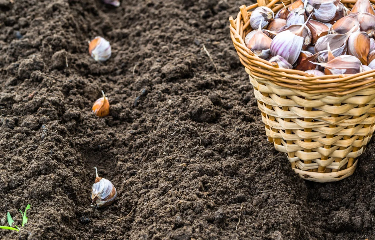 Planting Garlic Has One Rule Most Gardeners Break Right at the Start
