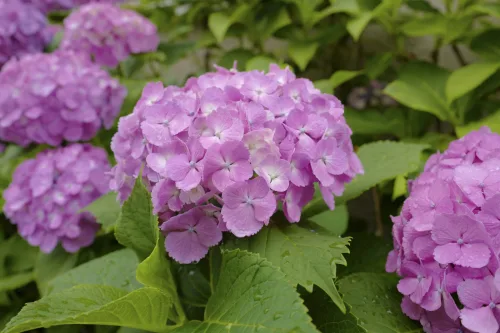 One Wrong Autumn Prune Can Leave Your Hydrangeas Flowerless Next Season