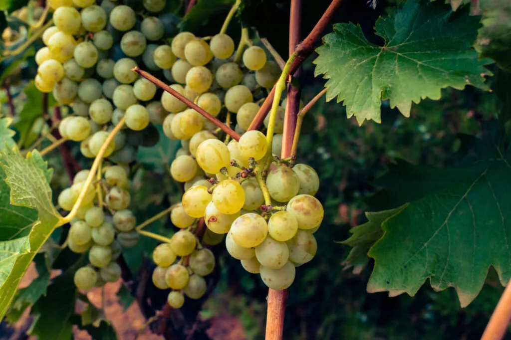 Grapevine / Depositphotos