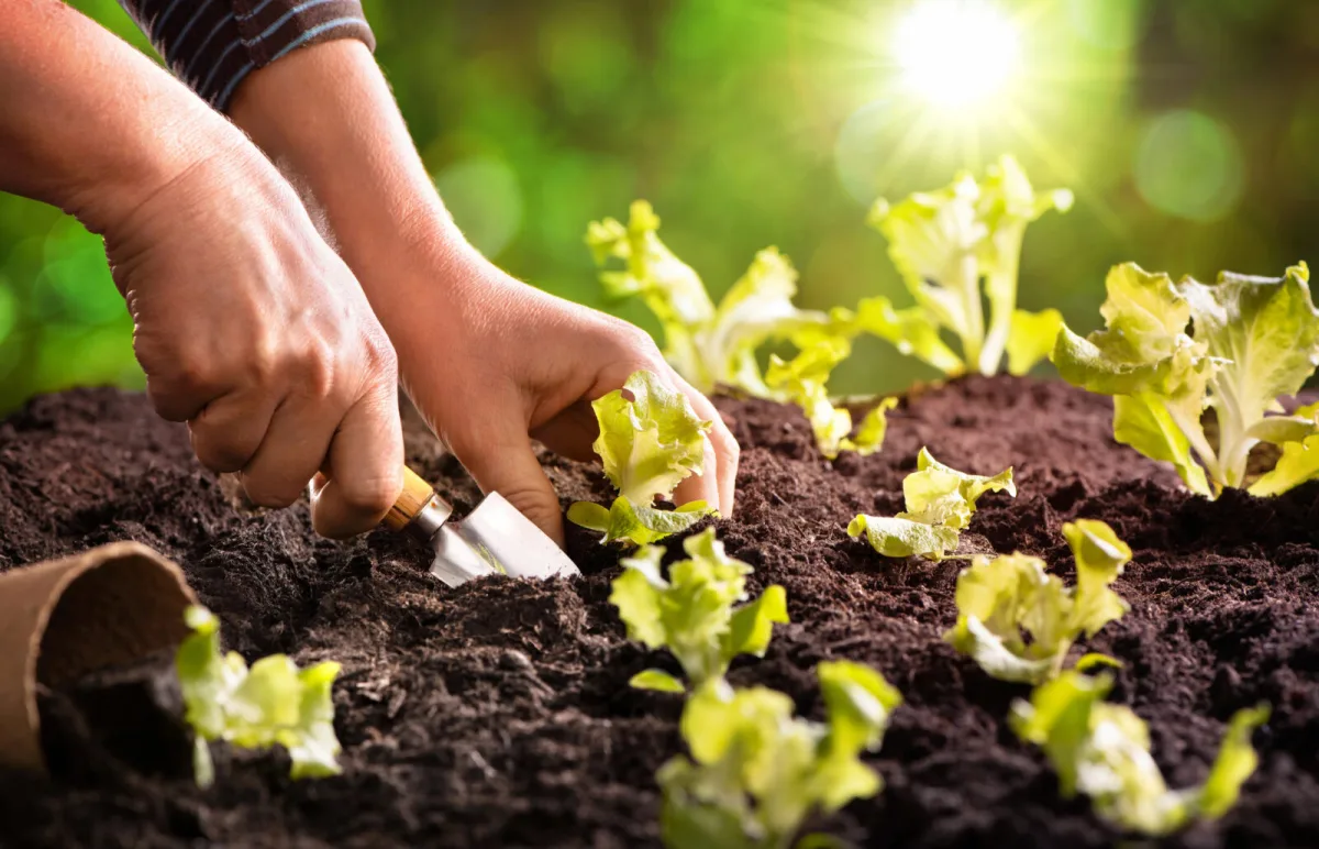 Planting salad leaves / Photo: Depositphotos