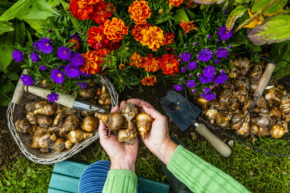 Autumn bulb planting / Photo: Depositphotos