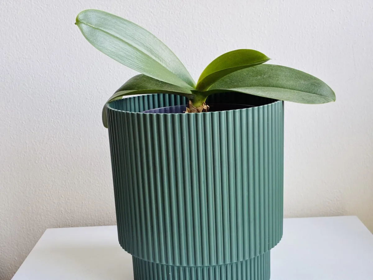 Orchid that isn’t blooming / Photo: Pestrazahrada.cz