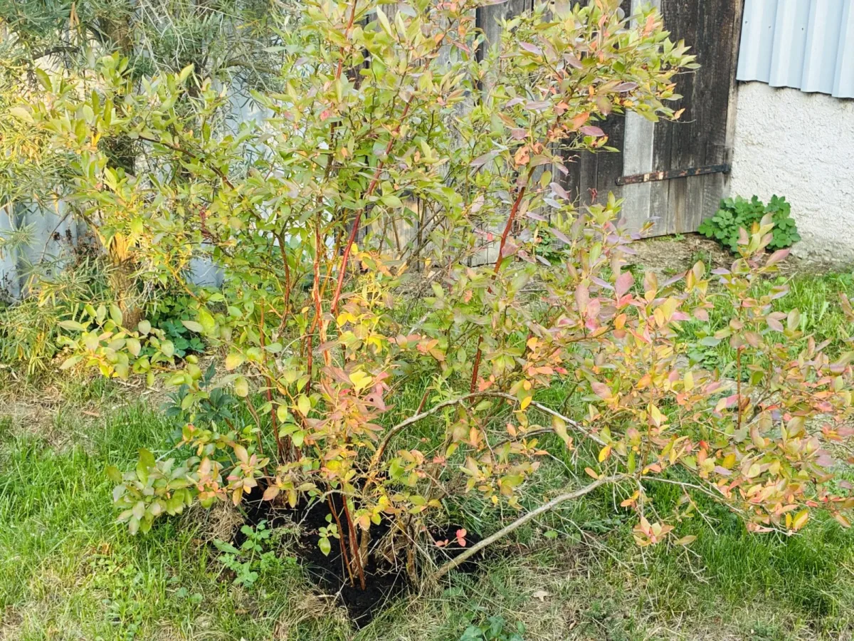 Autumn blueberry / Photo: Pestrazahrada