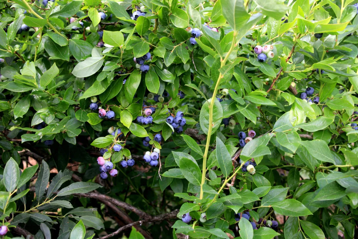 Blueberries Need Three Steps Before Winter Most Growers Skip One