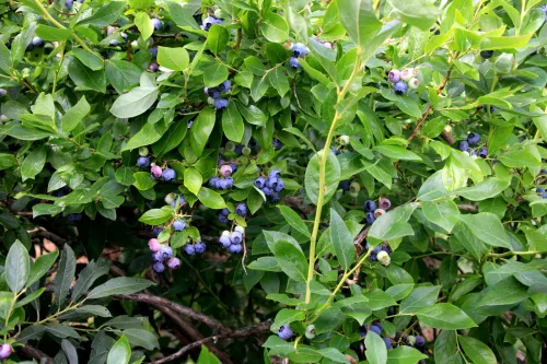 Blueberries Need Three Steps Before Winter Most Growers Skip One