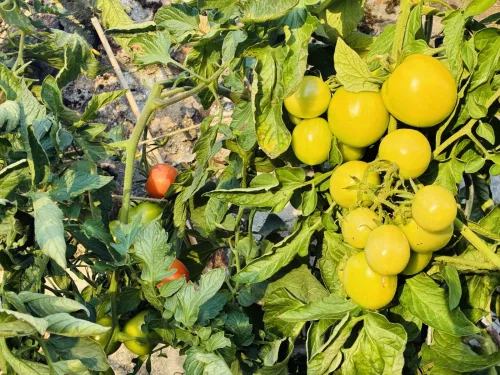 Don’t Throw Away Green Tomatoes They’ll Ripen Indoors and the Rest Belongs in the Pan