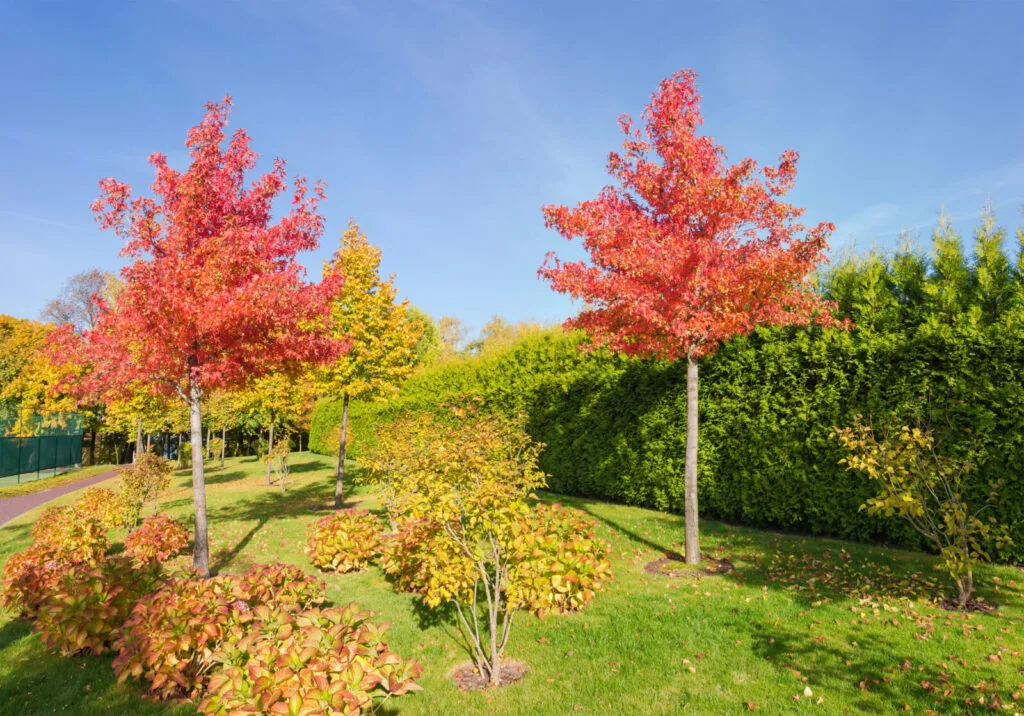Amerikanischer Amberbaum / Foto: Depositphotos